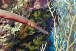(Dia 9) Trompetenfisch auf den Fiji Inseln