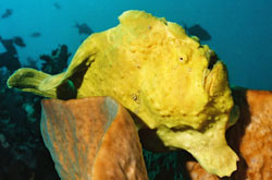 Banka Island and reefs close to Gangga Island resort