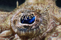 mysterious eyes