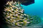 (Dia 1) Fischschwarm auf den Kapverden
