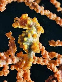 a yellow pygme sea-horse