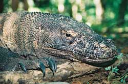 Komodo Waran
