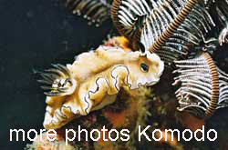 Nacktschnecke