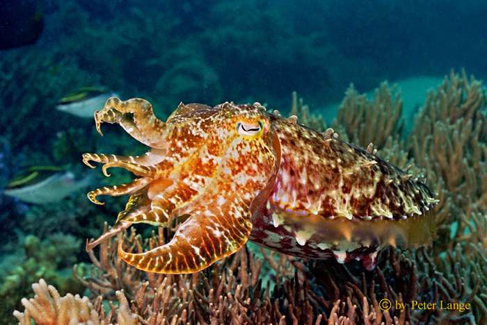 Papua Neuguinea