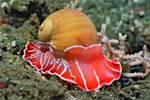 (Dia 32) Schnecke/Papua Neuguinea