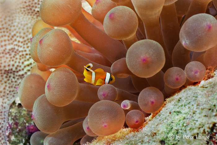 Red Sea