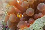 (Dia 36) Clownfisch in Anemone/Rotes Meer