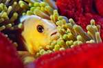 (Dia 46) Clownfisch in Anemone/Praslin/Seychellen