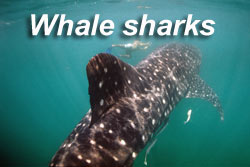 Whale shark expedition to Holbox