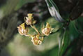 endemische Orchidee